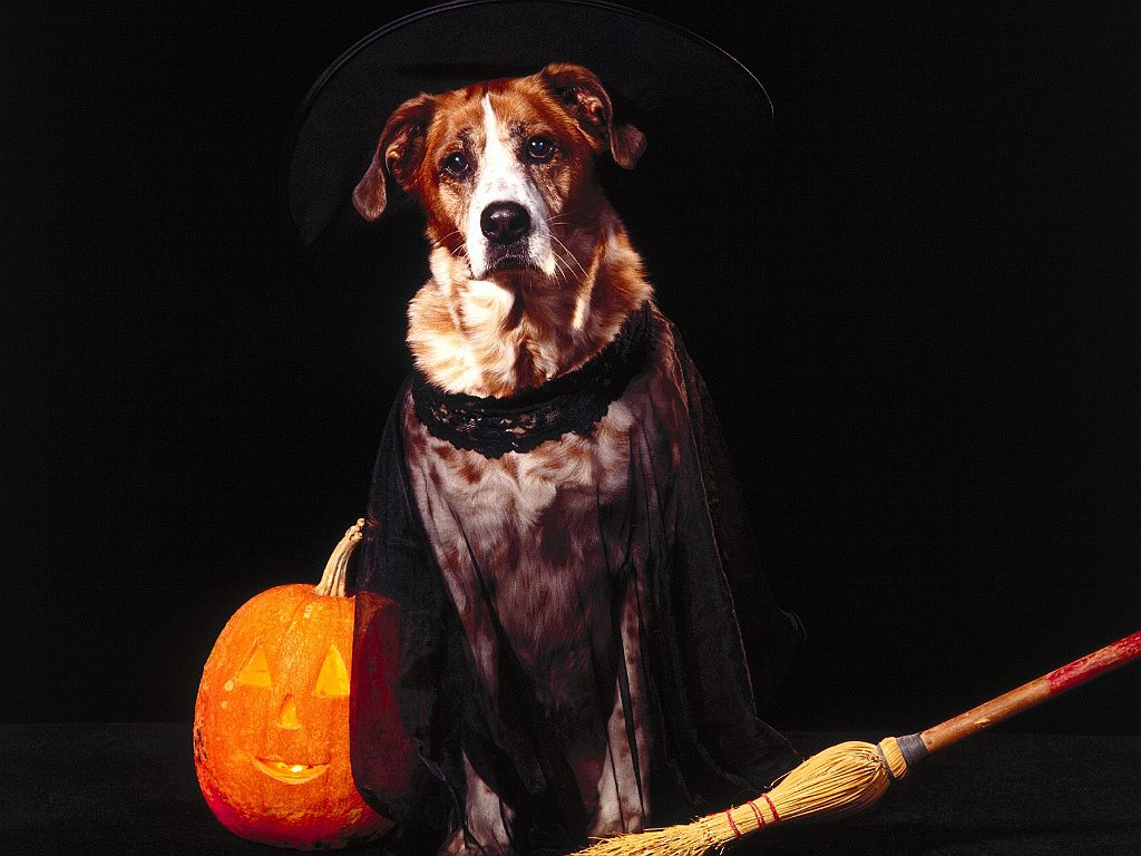 Trick or Treat!